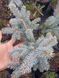Колюча ялинка "Глаука Глобоза" PICEA PUNGENS 'GLAUCA GLOBOSA'  на штамбі (привита) висота 40 см, Блакитно-зелений 188 фото 2