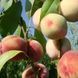 Персик 'Белый Лебедь' PRUNUS PERSICA ''BILYI LEBID'' высота 150-180 см Желтый 233 фото 2