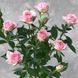 Дрібноквіткова, спрей троянда ''Грація'' ROSE 'GRACIA' висота від 100 до 120 см Ніжно-рожевий 474 фото 2