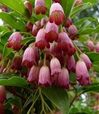 Калина Енкіантус дзвоникоподібна (Enkianthus campanulatus) Рожево-білий 847 фото