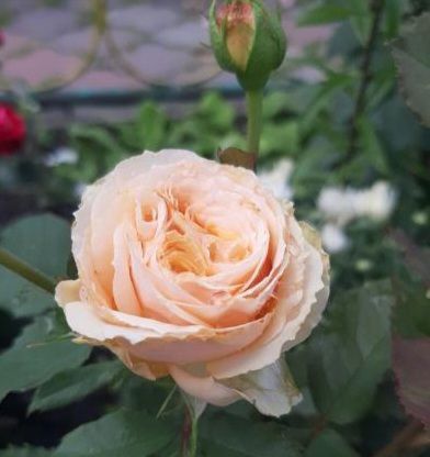 Троянда чайно-гібридна ''Джентл Трандесттер'' ROSE 'GENTLE TRENDSETTER' висота 80-150 см Персиковий 326 фото