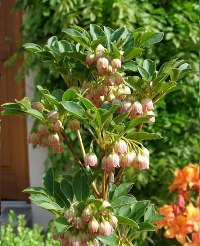 Калина Енкіантус дзвоникоподібна (Enkianthus campanulatus) Рожево-білий 847 фото
