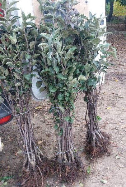 Яблоня 'Паперовка' MALUS DOMESTICA "PAPIEROWKA" высота 120-140 см Желтый 234 фото