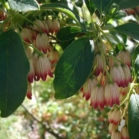 Калина Енкіантус дзвоникоподібна (Enkianthus campanulatus) Рожево-білий 847 фото