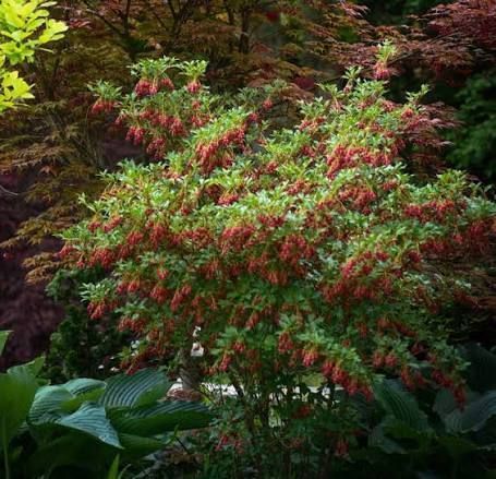 Калина Енкіантус дзвоникоподібна (Enkianthus campanulatus) Рожево-білий 847 фото