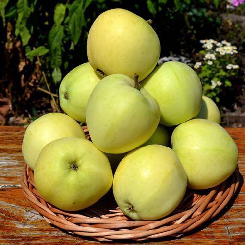 Яблоня 'Паперовка' MALUS DOMESTICA "PAPIEROWKA" высота 120-140 см Желтый 234 фото
