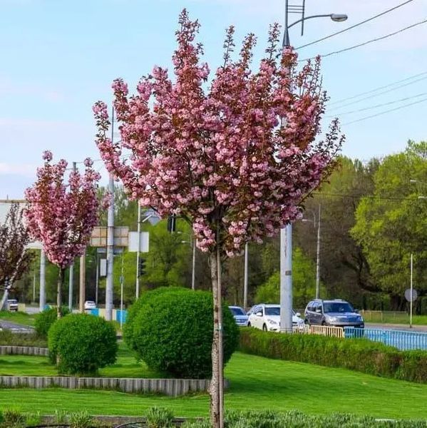 Сакура 'Роял Бургунди'('ROYAL BURGUNDY') на штамбе, кувшин 5 л ЗКС Розовый 146 фото
