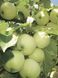 Яблоня 'Паперовка' MALUS DOMESTICA "PAPIEROWKA" высота 120-140 см Желтый 234 фото 1