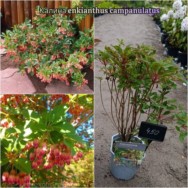 Калина Енкіантус дзвоникоподібна (Enkianthus campanulatus) Рожево-білий 847 фото