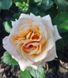 Троянда чайно-гібридна ''Джентл Трандесттер'' ROSE 'GENTLE TRENDSETTER' висота 80-150 см Персиковий 326 фото 1