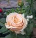 Троянда чайно-гібридна ''Джентл Трандесттер'' ROSE 'GENTLE TRENDSETTER' висота 80-150 см Персиковий 326 фото 2