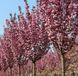 Сакура 'Роял Бургунди'('ROYAL BURGUNDY') на штамбе, кувшин 5 л ЗКС Розовый 146 фото 3