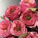Троянда чайно-гібридна ''Кантрі Гарден'' ROSE 'COUNTRY GARDEN' висота 80-150 см Рожевий 376 фото 1