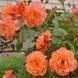 Троянда плетиста ''Вестерленд'' ROSE 'WESTERLAND' висота 40-50 см Помаранчевий 426 фото 4