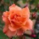 Троянда плетиста ''Вестерленд'' ROSE 'WESTERLAND' висота 40-50 см Помаранчевий 426 фото 1