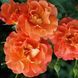 Троянда плетиста ''Вестерленд'' ROSE 'WESTERLAND' висота 40-50 см Помаранчевий 426 фото 3