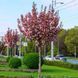Сакура 'Роял Бургунди'('ROYAL BURGUNDY') на штамбе, кувшин 5 л ЗКС Розовый 146 фото 1