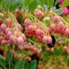 Калина Енкіантус дзвоникоподібна (Enkianthus campanulatus) Рожево-білий 847 фото 2