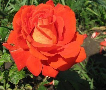 Троянда чайно-гібридна ''Верано'' ROSE 'VERANO' висота 40-50 см Помаранчевий 377 фото