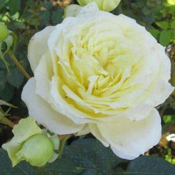 Роза плетистая ''Ельф'' ROSE 'ELFE' высота 40-50 метров Белый 427 фото
