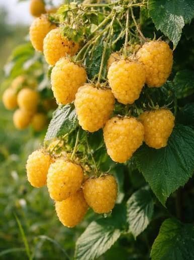 Малина деревовидная 'Альт Голд' (Rubus idaeus 'Alt Gold') кувшин 1,5 л (высота 100-130 см) возраст 3,5 года Золотисто-желтый 1046 фото
