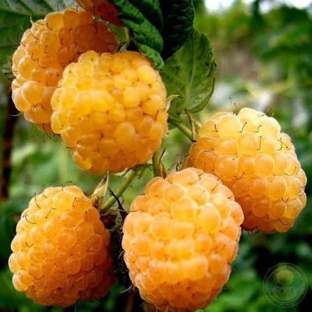 Малина деревовидная 'Альт Голд' (Rubus idaeus 'Alt Gold') кувшин 1,5 л (высота 100-130 см) возраст 3,5 года Золотисто-желтый 1046 фото
