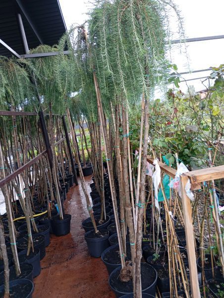 Лиственница 'Скиф Випер' LARIX KAEMPFERI ''STIFF WEEPER'' на штамбе высота 200 см, кувшин 7 л Зеленый 110 фото