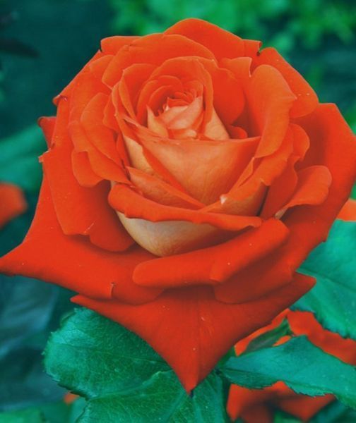 Троянда чайно-гібридна ''Верано'' ROSE 'VERANO' висота 40-50 см Помаранчевий 377 фото