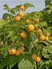 Малина деревовидная 'Альт Голд' (Rubus idaeus 'Alt Gold') кувшин 1,5 л (высота 100-130 см) возраст 3,5 года Золотисто-желтый 1046 фото 5