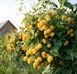 Малина деревовидная 'Альт Голд' (Rubus idaeus 'Alt Gold') кувшин 1,5 л (высота 100-130 см) возраст 3,5 года Золотисто-желтый 1046 фото 2