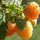 Малина деревовидная 'Альт Голд' (Rubus idaeus 'Alt Gold') кувшин 1,5 л (высота 100-130 см) возраст 3,5 года Золотисто-желтый 1046 фото 1