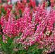 Вереск кувшин 2 л ЗКС, высота 20-25 см CALLUNA VULGARIS RED Красный 798 фото 3