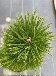Сосна на штамбе 'Грин Тауэр' PINUS NIGRA "GREEN TOWER" высота 50 см Темно-зеленый 749 фото