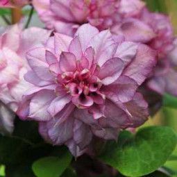 Махровий Клематис ''Іносент Блаш'' CLEMATIS 'INNOCENT BLUSH' Ніжно-рожевий з перламутровим відтінком 1147 фото