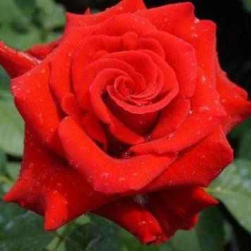 Троянда чайно-гібридна ''Валентина'' ROSE 'VALENTINA' висота 80-150 см Червоний 378 фото