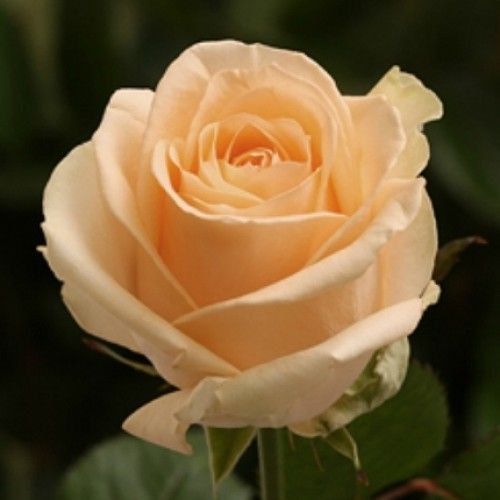 Троянда чайно-гібридна ''Піч Аваланж'' ROSE 'PEACH AVALANCHE' висота 80-150 см Кремовий 328 фото