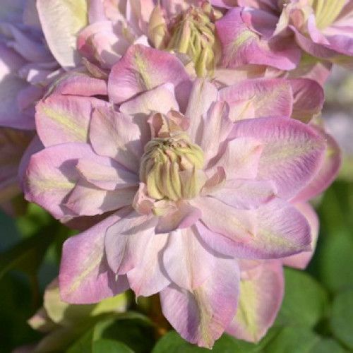 Махровий Клематис ''Іносент Блаш'' CLEMATIS 'INNOCENT BLUSH' Ніжно-рожевий з перламутровим відтінком 1147 фото