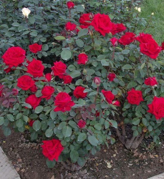 Троянда чайно-гібридна ''Валентина'' ROSE 'VALENTINA' висота 80-150 см Червоний 378 фото
