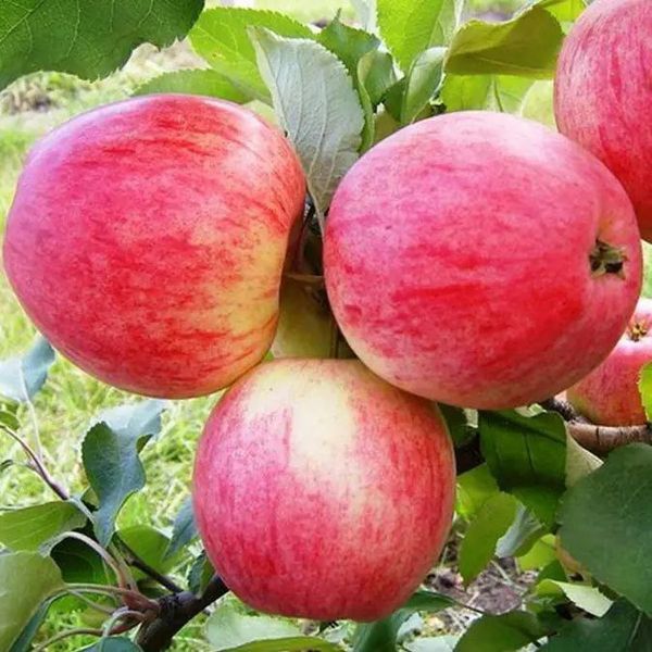 Яблуня 'Слава Переможцям' MALUS DOMESTICA "SLAVA PEREMOZHTSYAM" висота 120-140 см Червоний 236 фото