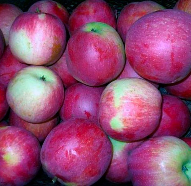 Яблуня 'Слава Переможцям' MALUS DOMESTICA "SLAVA PEREMOZHTSYAM" висота 120-140 см Червоний 236 фото
