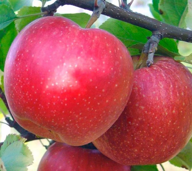 Яблуня 'Слава Переможцям' MALUS DOMESTICA "SLAVA PEREMOZHTSYAM" висота 120-140 см Червоний 236 фото