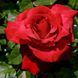 Троянда чайно-гібридна ''Валентина'' ROSE 'VALENTINA' висота 80-150 см Червоний 378 фото 2