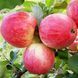 Яблуня 'Слава Переможцям' MALUS DOMESTICA "SLAVA PEREMOZHTSYAM" висота 120-140 см Червоний 236 фото 3