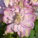 Махровий Клематис ''Іносент Блаш'' CLEMATIS 'INNOCENT BLUSH' Ніжно-рожевий з перламутровим відтінком 1147 фото 2