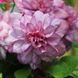 Махровий Клематис ''Іносент Блаш'' CLEMATIS 'INNOCENT BLUSH' Ніжно-рожевий з перламутровим відтінком 1147 фото 3