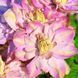 Махровий Клематис ''Іносент Блаш'' CLEMATIS 'INNOCENT BLUSH' Ніжно-рожевий з перламутровим відтінком 1147 фото 1