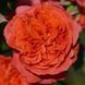 Троянда ''Емільен де Гійо'' ROSE 'EMILIEN GUILLOT' 40-50 см Помаранчевий 1080 фото 2
