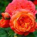 Троянда ''Емільен де Гійо'' ROSE 'EMILIEN GUILLOT' 40-50 см Помаранчевий 1080 фото 1