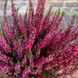 Верес глечик 2 л ЗКС, висота 20-25 см CALLUNA VULGARIS RASPBERRY Малиновий 799 фото 2