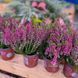 Верес глечик 2 л ЗКС, висота 20-25 см CALLUNA VULGARIS RASPBERRY Малиновий 799 фото 5